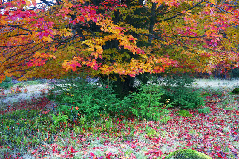 秋季的山脉的景色图片 欧洲山的秋天景色素材 高清图片 摄影照片 寻图免费打包下载