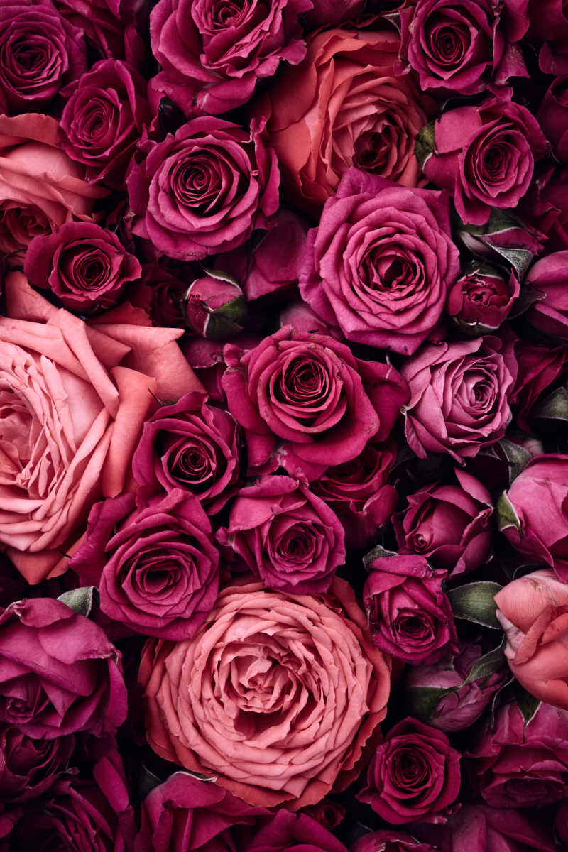红紫色玫瑰花
