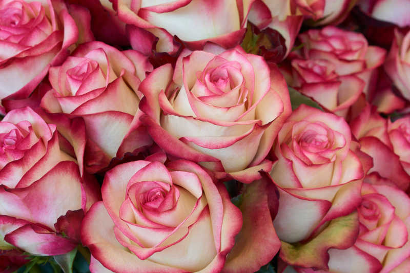 一束粉白色玫瑰花