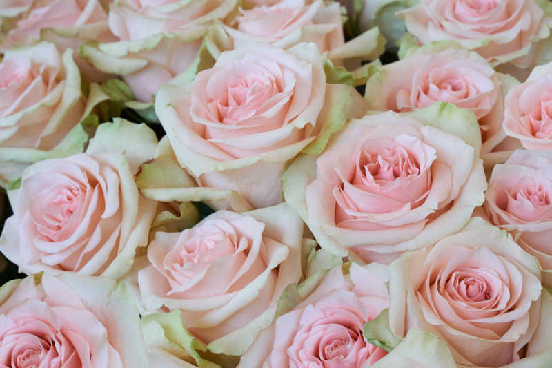 一堆粉色玫瑰