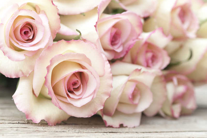 粉白色玫瑰花