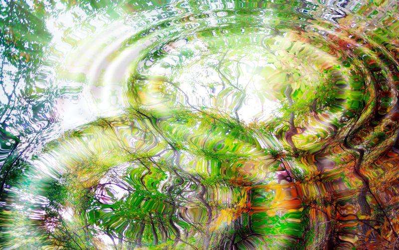 树木在水中的倒影