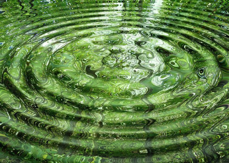 树木与阳光的水中倒影