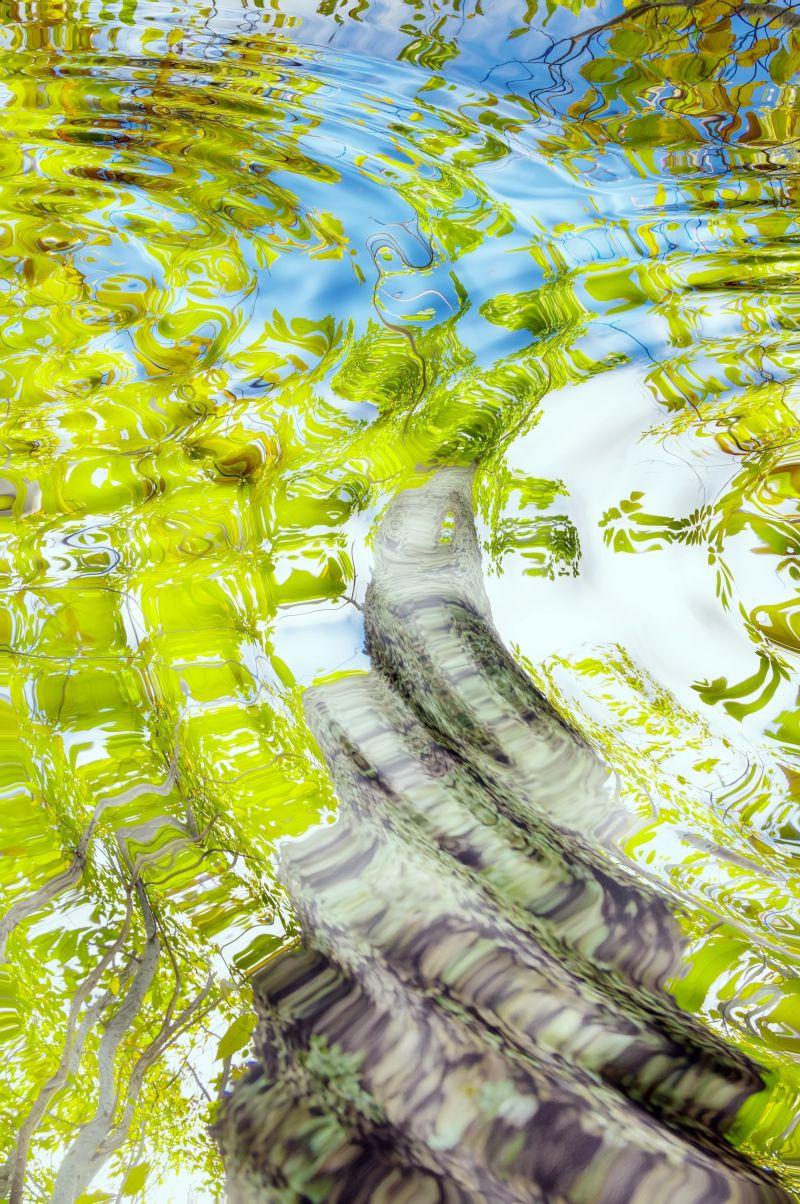 树木与阳光的倒影