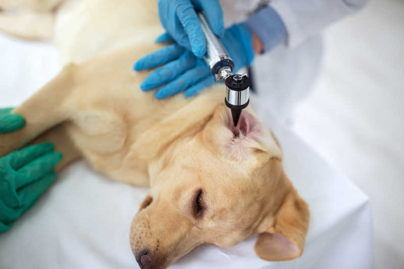 白色背景下给拉布拉多犬耳朵做检查的兽医