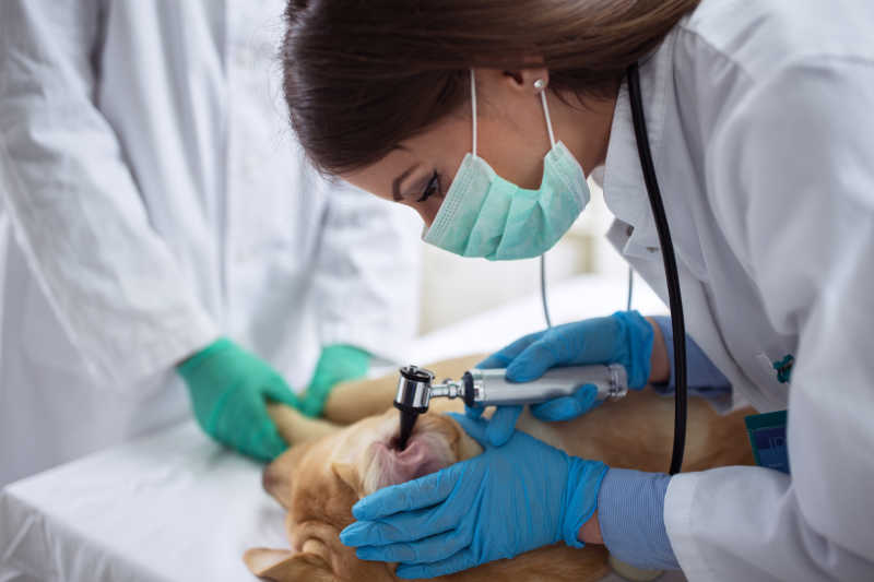 白色背景下给拉布拉多犬耳部做检查的兽医