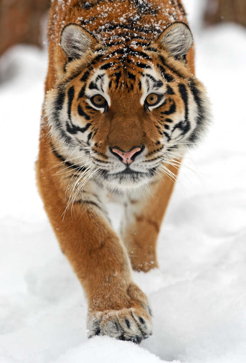 老虎走路的姿势图片