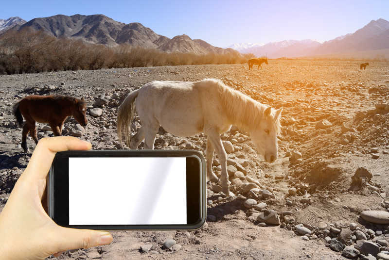 用手机拍摄白马的照片