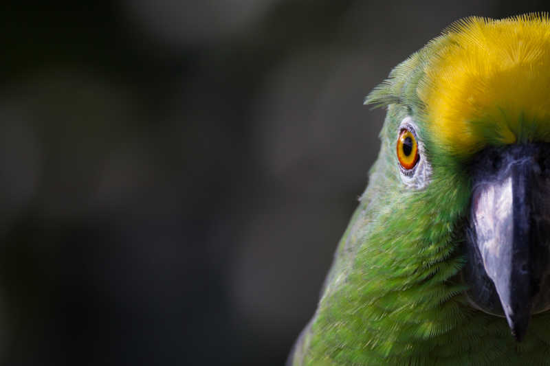 黄冠亚马逊鹦鹉
