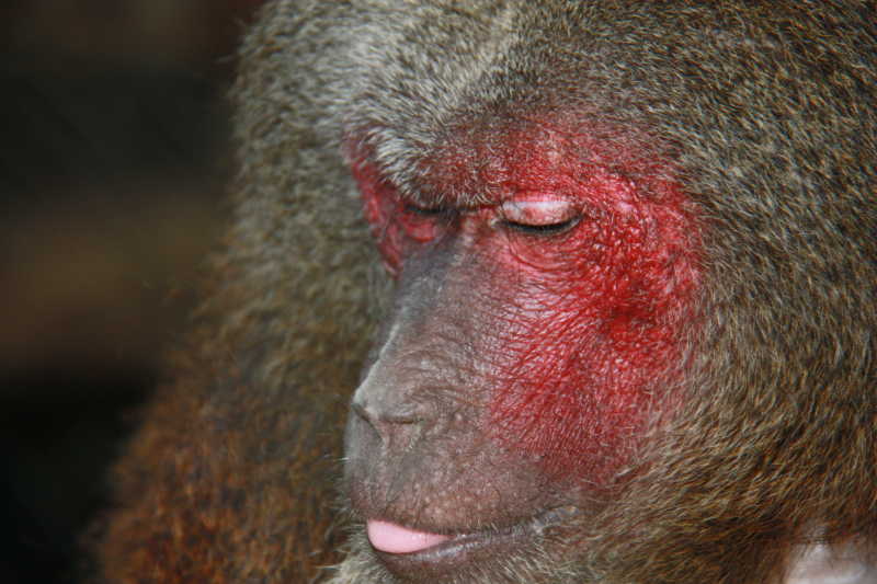猴腮脸的长相图片