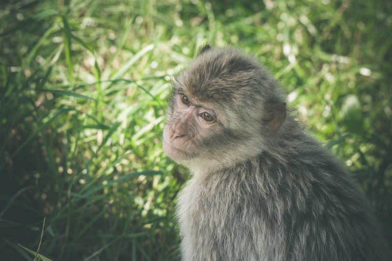 青草地里的可爱的猴子