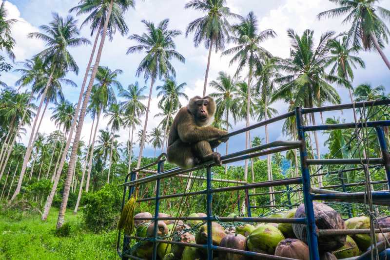 热带森林中的猴子