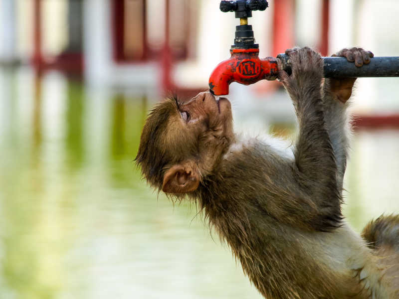 夏天猴子偷喝自来水