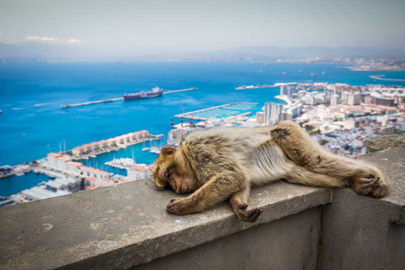 海湾旁的可爱的猴子