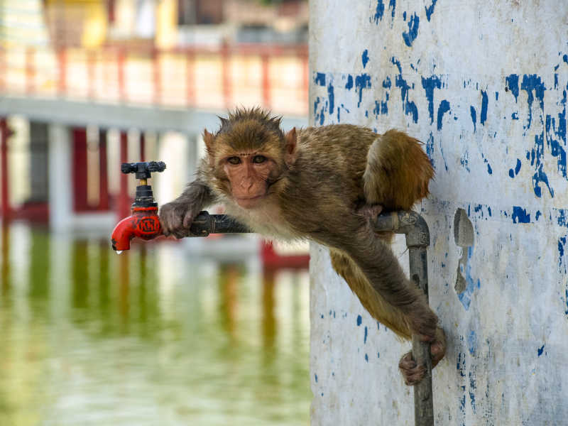 夏日偷喝水的聪明的猴子