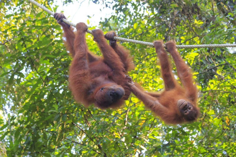 在爬铁索的猩猩