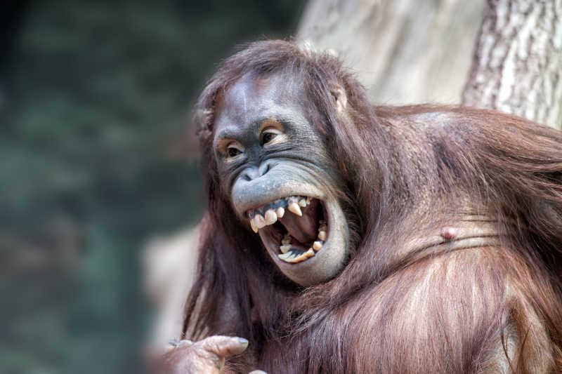 黑猩猩笑脸图片