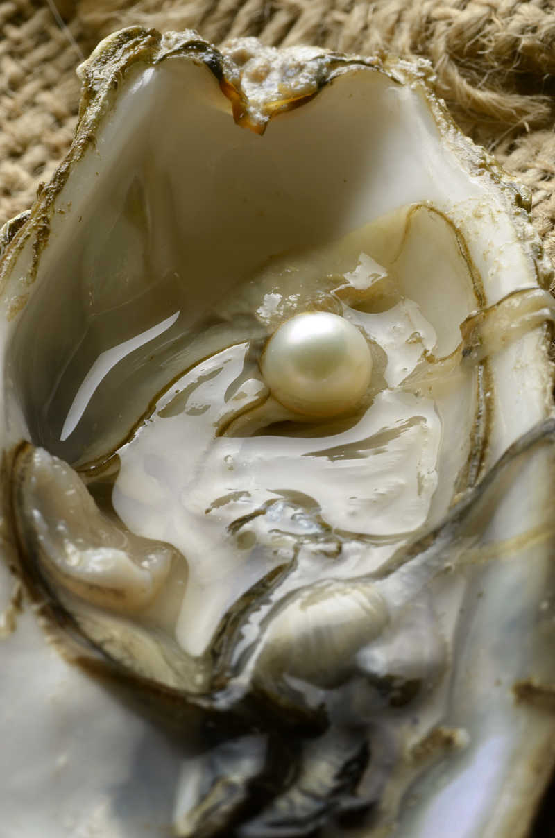 活牡蛎里的珍珠