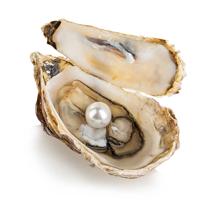 牡蛎里的珍珠