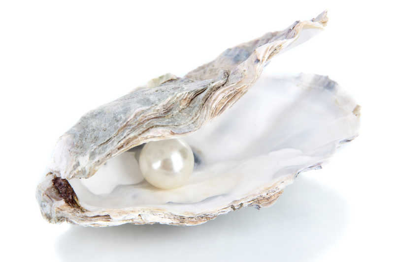 牡蛎里的白色珍珠