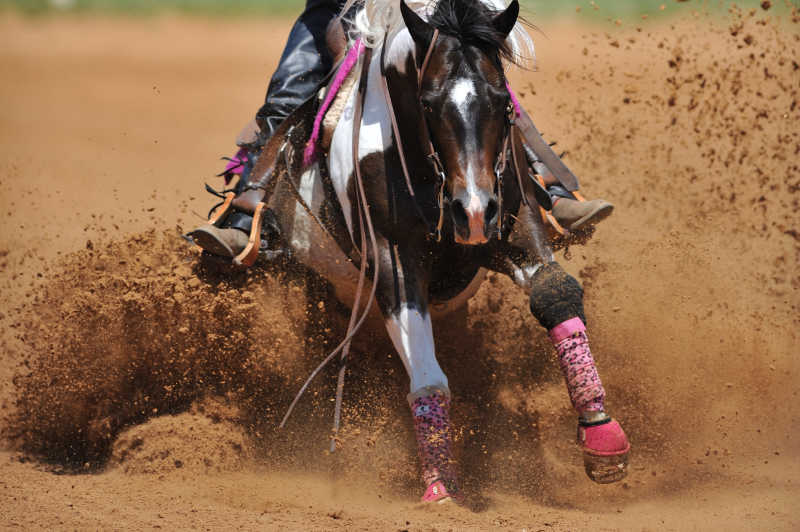 陷入土里的赛马