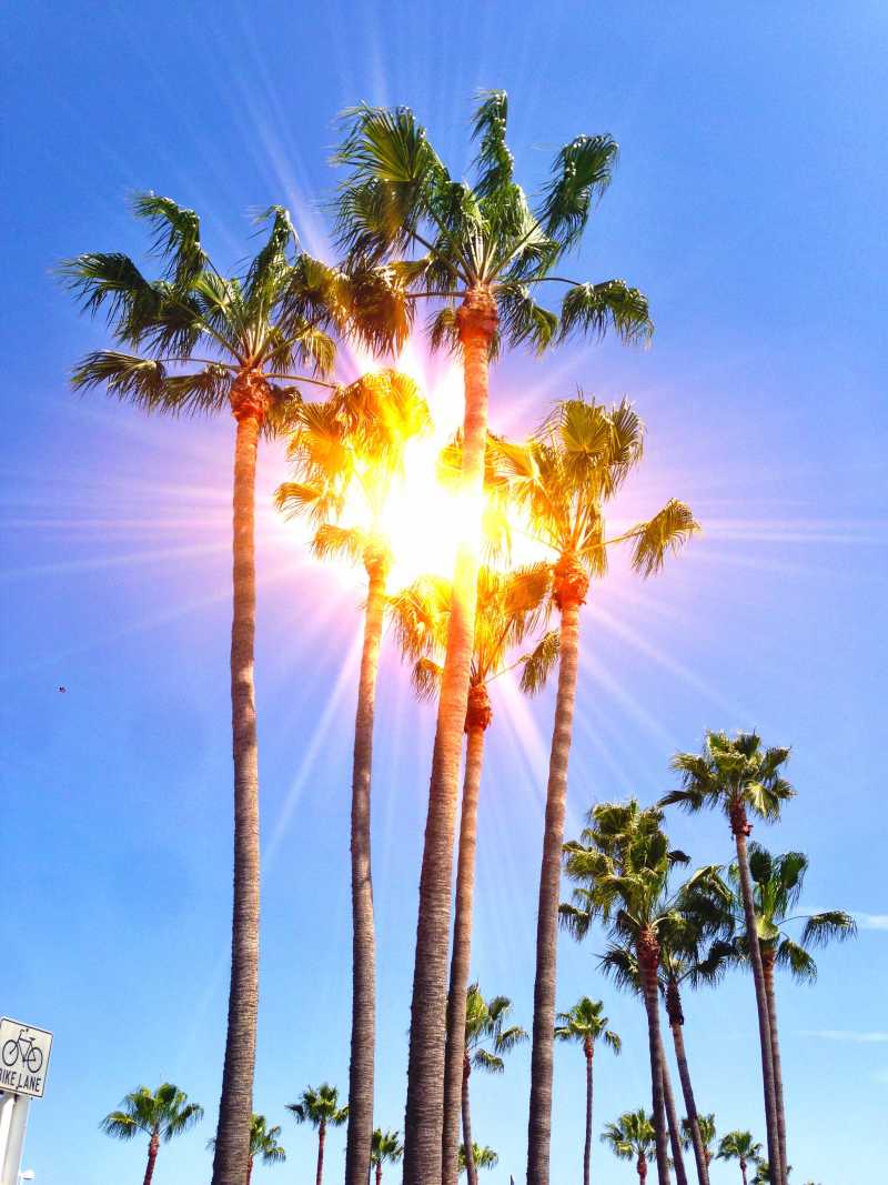 棕榈树后的太阳