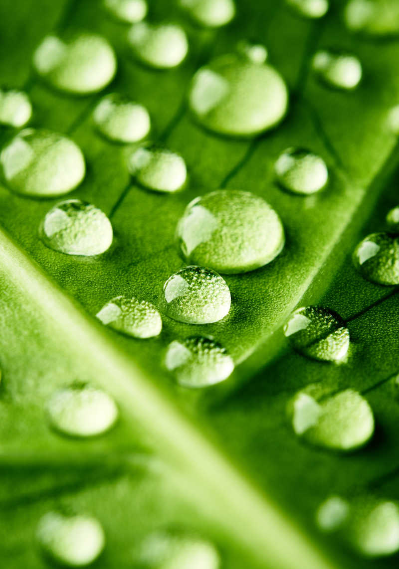 绿叶上晶莹的水珠