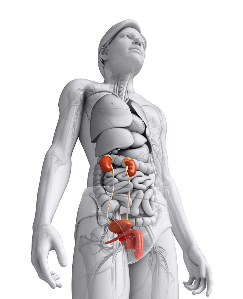 男性泌尿系统三维图图片