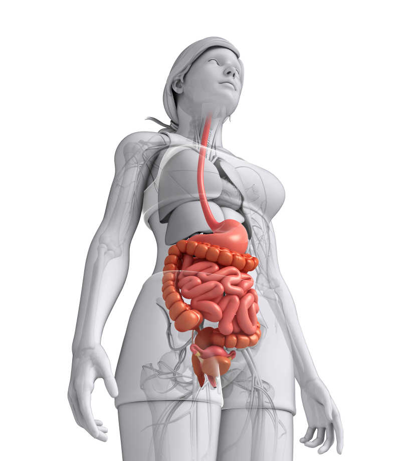 白色背景上人体模型的内部身体器官