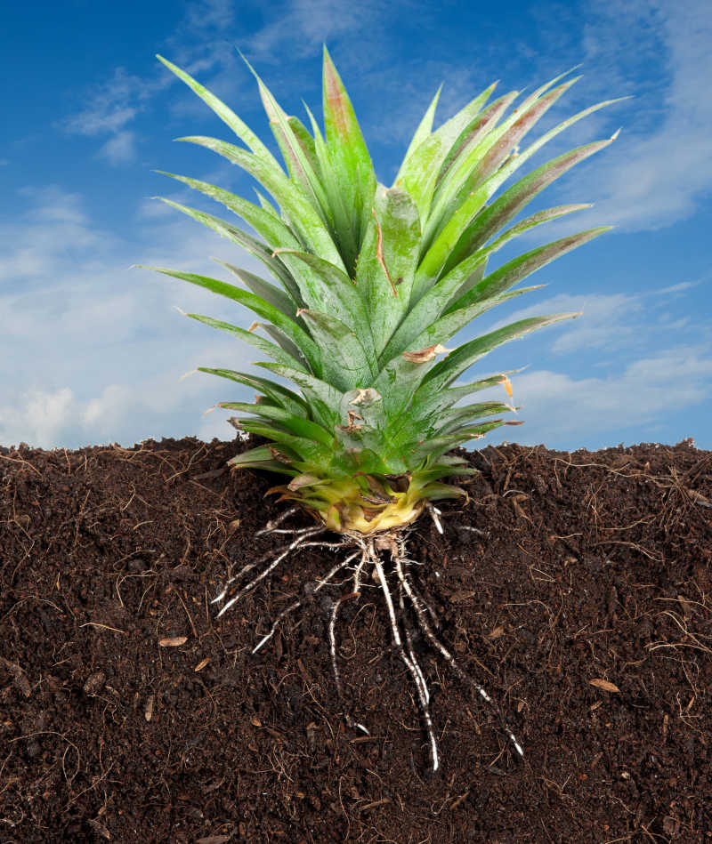 菠萝的生长环境图片