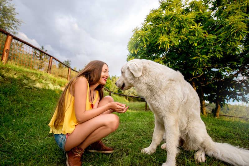 温顺的牧羊犬与快乐的女孩