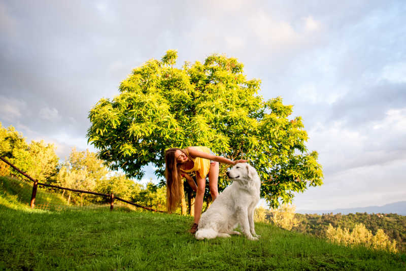 草坪上的额女孩与意大利牧羊犬
