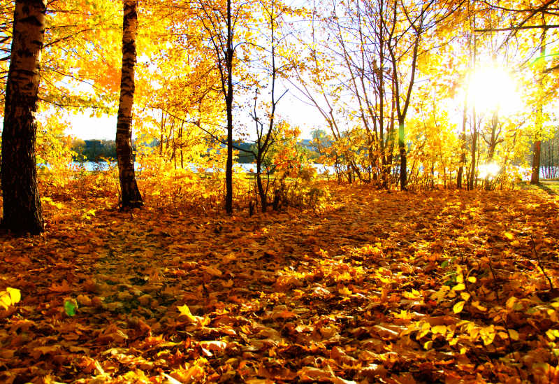 秋季美丽的森林景色