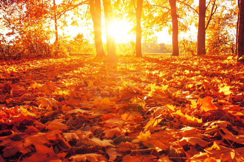 阳光下美丽的秋季落叶