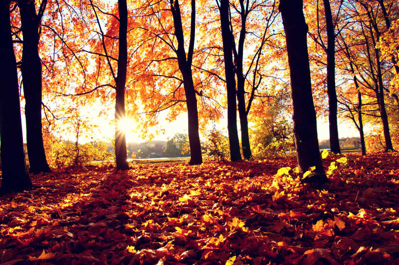 阳光下秋季树林