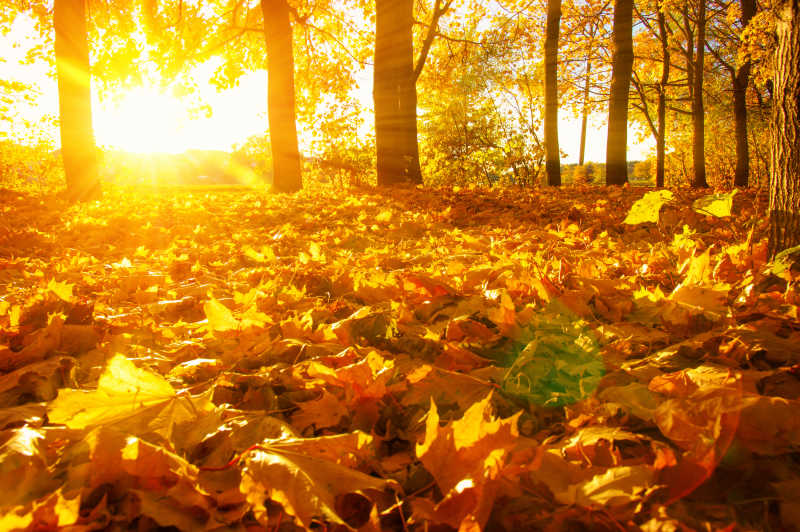 秋季阳光照在落叶上