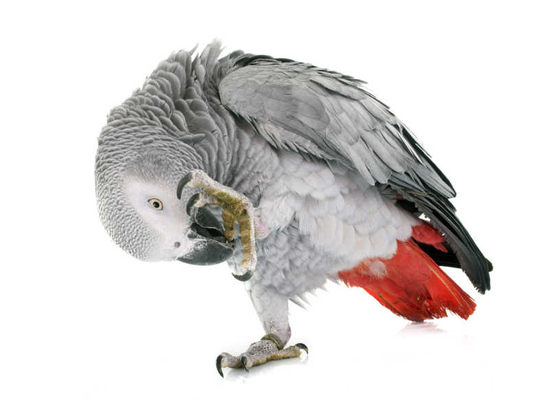 红色尾巴的灰色鹦鹉
