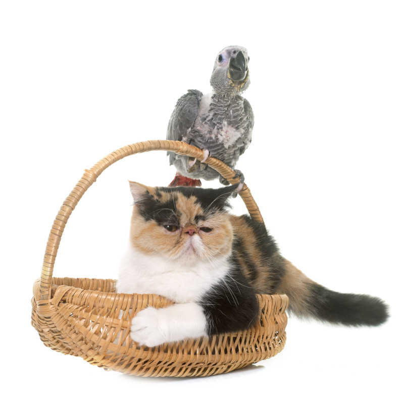 竹篮里的猫咪与灰色鹦鹉