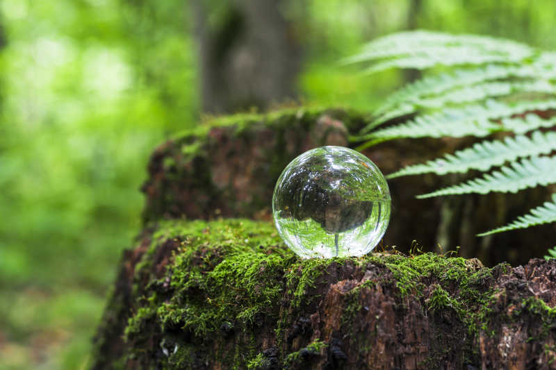自然生态树林中石头上的水晶球图片 森林中石头上的水晶球素材 高清图片 摄影照片 寻图免费打包下载
