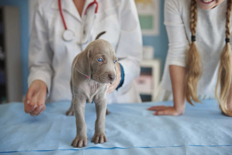 兽医陪同生病的小狗学习走路