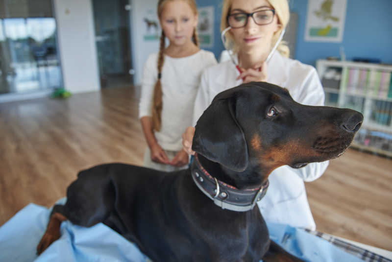 戴着杜宾帽的女孩在兽医那儿