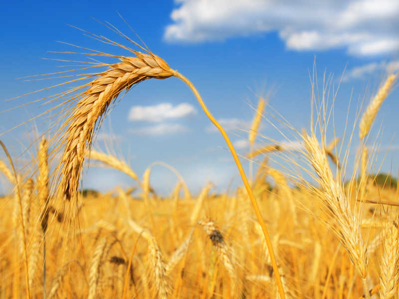 金黄色麦田里的小麦特写