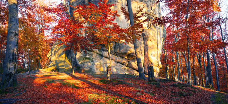 红色枫叶秋季森林自然风景