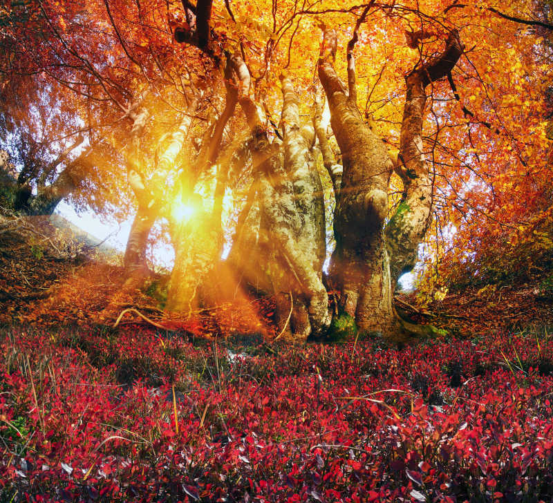 金山毛榉林美丽的景色和剪影树干