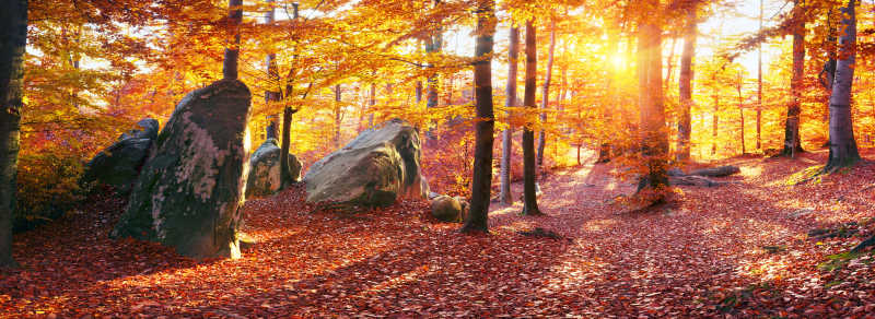 山毛榉岩石和森林中的红色落叶