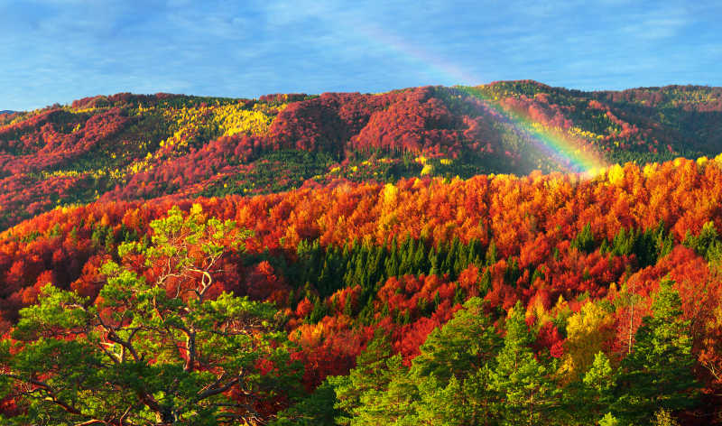 挂着彩虹天空和美丽的森林景色