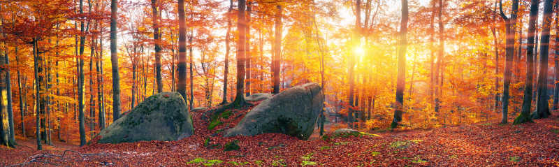 山毛榉岩石和森林中的金黄色树叶