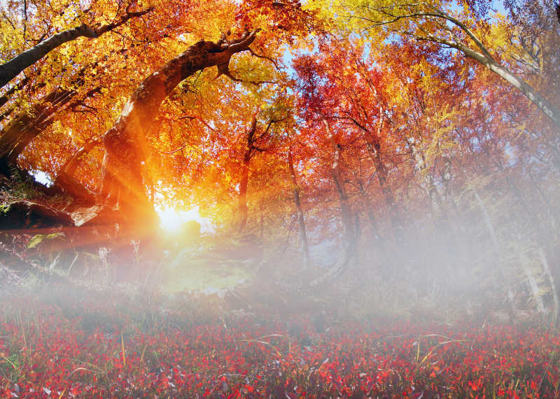 美丽的秋季金山毛榉林