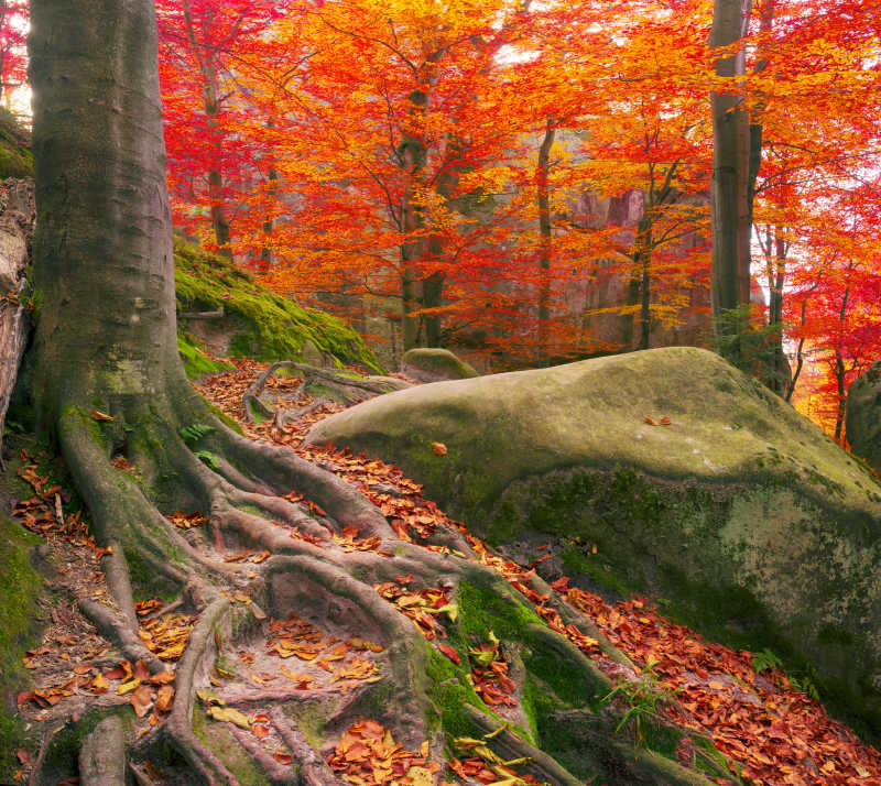 秋季山毛榉岩石和美丽的红色树叶