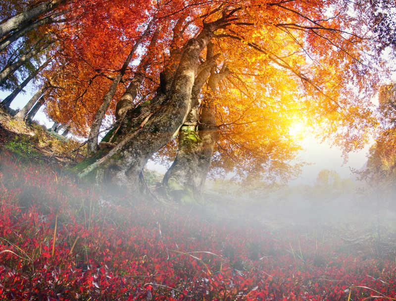 金山毛榉林的美丽日出景色